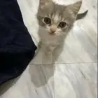ابي قطه كتن