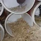 للبيع زوجين حمام منتج شرط تحت بيض ودجاجتين بياضات شرط