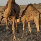 قعود لباني للبيع