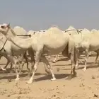 أبل