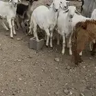6خرفان كفو و2 تيوس