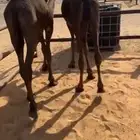 حشو حليب