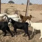 15 تيس و 4 عنقان