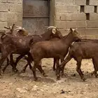 غنم ماعز دهم محايليه مقاني
