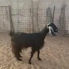 عنز دافع وداغور تم البيع