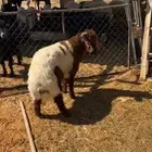 خروف نعيمي عمره 4 شهور نظيف ومغلق وشحم