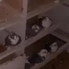 حمام حب رمان العدد12