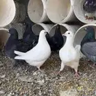 حمام كنق فاخره
