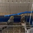 عصافير للبيع