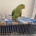 ببغاء ضايع