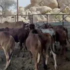 حسلان بلدي للبيع