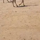 قعود اشقح حيسوني