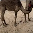 للبيع حوار فاخر