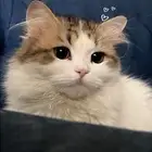 قطه للتبني