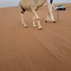 قعود دلمخي فحل