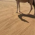 خلفه تحتها بكره