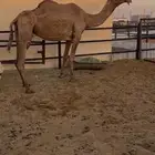 ضروبه صفراء مبيوع ولدها