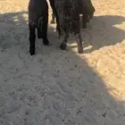 هرافا لبانيات عرب