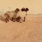 ذبيح نعيم الريآض حي الشفآء آي مكان نوصل فيه ذبح جملة تفريد