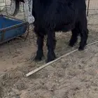 تيس فحل عارضي معرف