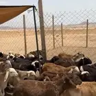 سواكن للبيع