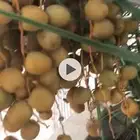 نخل فراخة حوشانه