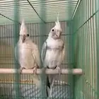 جوز كروان طفرات