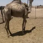 للبيع بكره طيبه