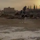 خيل عربي للبيع
