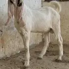 مشاريع فحول تيوس هولندي