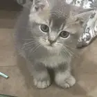 كيتن للبيع اناث وذكوره