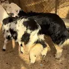 البيع خروفين نجدي جذعان الطليان يتمم ظهوره طيب وطروفه طيبه