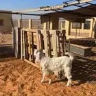 تيس عمره 3 شهور ونص طيب ونظيف ظهره حد الغلاق