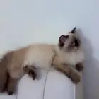 قط هملاي انثى للبيع