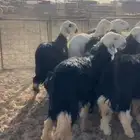 بهم نجد طليان