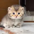قطط منشكن للبيع ذكر (القط القزم)