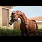 خيول للإيجار وركوب على البحر