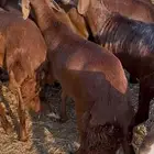 سواكني حمري تربيه 4 شهور جذعان