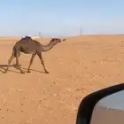 حوار اصفر كفو