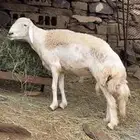 خروف حري السن رباع