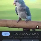 مطلوب كنيور او كويكر شبه منفطم في حايل