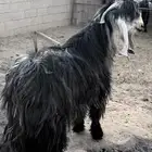 تيس عارضي