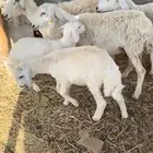 حريات متابيع