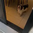 كلاب مالتيز ثلاثه مع امهم بجدة