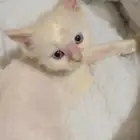 قط شيرازي للتبني العاااجل