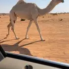 بكره حقه رمانيه