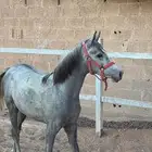 مهر عربي واهو