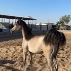 مهره شعبيه