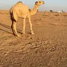 قعود جذع