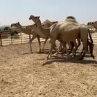 ابل شقح العدد 9 كفو وطيبه واشباب تلاد مراح واحد